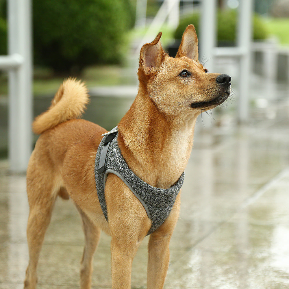 Instachew PETKIT Air Pro Dog Harness-1