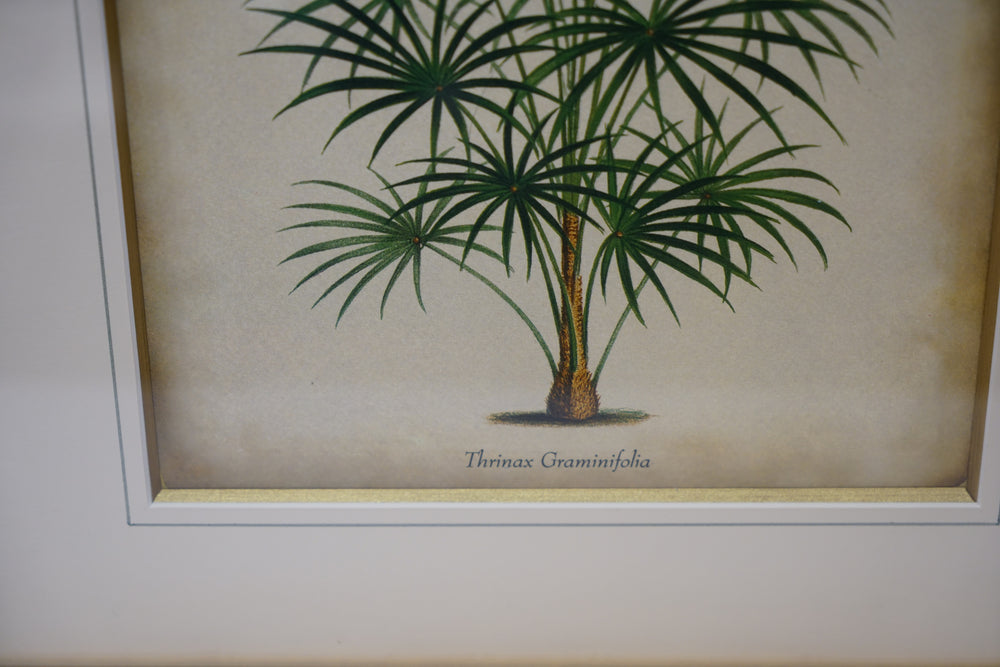 Vintage palm Coccothrinax argentea as Thrinax Graminifolia - Deal Changer