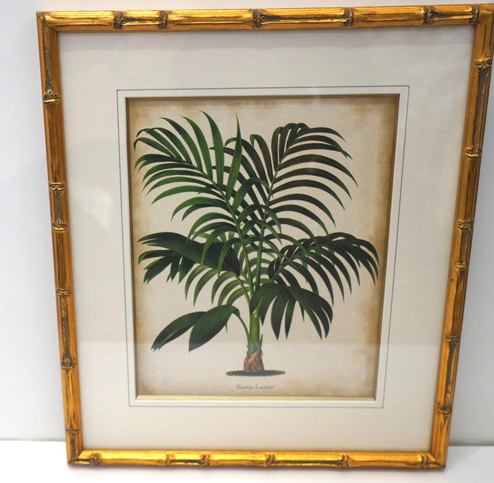 Kentia luciani
New Caledonia Fine Art Authentic - Deal Changer