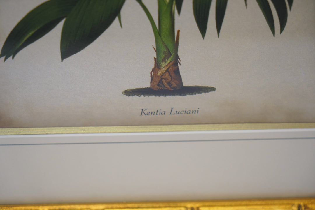 Kentia luciani
New Caledonia Fine Art Authentic - Deal Changer